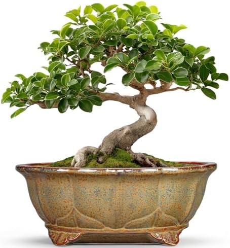 Ceramic Bonsai Pots - 11 Inch Succulent Planters for Indoor Outdoor Plants, Bonsai Tree Pots with Drainage Hole, Shallow Succulent Plant Pot, Room Decor, Plant Lover Gift, Oval Yellowish Brown by Teagas