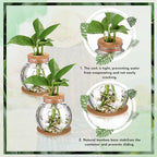 Baderke 9 Packs Propagation Vases for Plants Plastic Plant Propagation Station with Hole Lid and Cork Coasters Plant Growing in Water Hydroponic Home Office Table Decoration(Fish Bowl Style) - Image 4