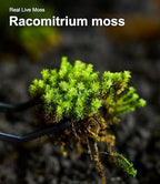 Live Moss – Racomitrium Moss (3 Sheets, Each Approx. 3.5"x7") for Terrariums, Moss Balls, Vertical Decor & Natural Plant Layouts – Naturally Grown, Reusable, Not Artificial - Image 5