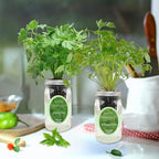 2-Pack Hydroponic Mason Jar Herb Garden Kit, Indoor Herb Garden Self-Watering Starter Kit (Parsley,Cilantro) - Image 4