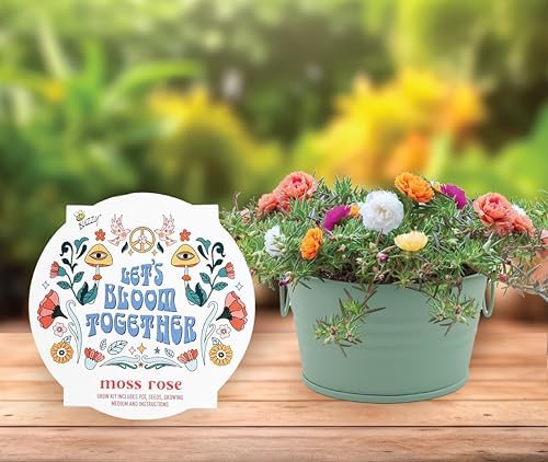 Buzzy Seeds Cactus, Moss Rose & Aloe Grow Kit 3-Pack, Mini Basin Pots - Image 2