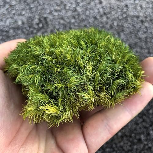 Preserved Pole Moss Pillow Bun Cushion Natural Decorative Real Natural Green DIY Kit Gardenning Art Wall Decor Florist Decor Easter Table Decor Wedding(1.5 sq.ft, Green-A) - Image 4
