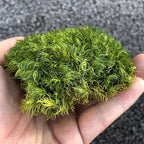 Preserved Pole Moss Pillow Bun Cushion Natural Decorative Real Natural Green DIY Kit Gardenning Art Wall Decor Florist Decor Easter Table Decor Wedding(1.5 sq.ft, Green-A) - Image 4
