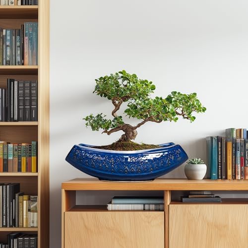Bonsai Pots - 18 Inch Large Ceramic Succulent Pots for Indoor Outdoor, Bonsai Planter with Drainage Hole, Ceramic Flower Pot, Decorative Plant Pot, Gifts for Plant Lovers, Office Decor, Blue - Image 3