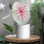 D'vine Dev 4-Pack White Plastic Planters with Saucers, 5.5 in, 74-Z-H-2 - Image 5