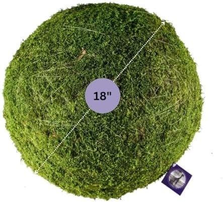 SuperMoss (21679 Moss Balls – Preserved Decorative Moss Balls for Home Décor, Vase Fillers, Centerpieces, Terrarium & Wedding Décor, Natural Green Moss Décor Balls, 18", Fresh Green - Image 3