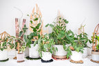 Treleaf Zella Grande Extension Kit - Wooden Extendable Plant Trellis (2 Extensions) for Indoor Climbing Houseplants - Modular Plant Support - Image 5