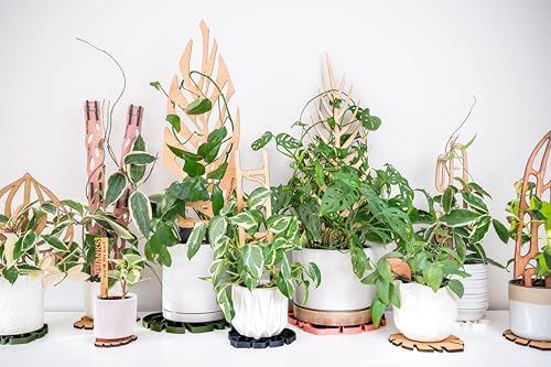 Treleaf Zella Grande Starter Kit – Wooden Extendable Plant Trellis for Indoor Climbing Houseplants – Modular Plant Support with 2 Bases + 2 Extensions - Moss Pole Alternative - Image 5