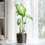 Phoenix Vine 8 Inch Clear Acrylic Planter Pot with Tray, Orchid Pot with Drainage Holes, Deep Saucer for Bottom Watering, Transparent Containers for Indoor Plants, Herbs, Set of 1, 91-A-G-1 - Image 7