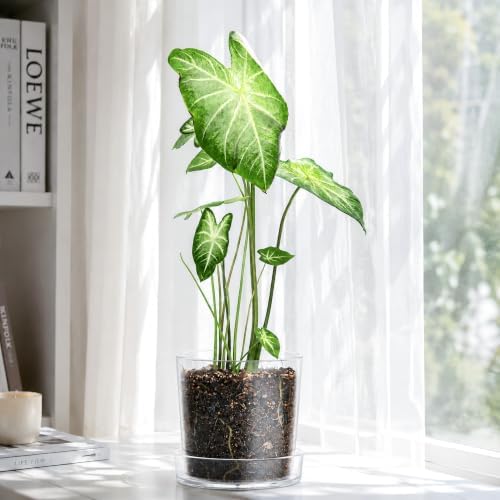Phoenix Vine 8 Inch Clear Acrylic Planter Pot with Tray, Orchid Pot with Drainage Holes, Deep Saucer for Bottom Watering, Transparent Containers for Indoor Plants, Herbs, Set of 1, 91-A-G-1 - Image 7