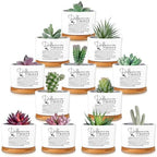 12 Pcs Difference Maker Gifts Succulent Pots Bulk for Employee by Unknown
