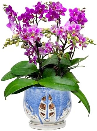 W&W Orchid Pot with Holes and Saucer for Repotting and Better Grow, Blue and White, 6.5 Inches by WWHomeDecor