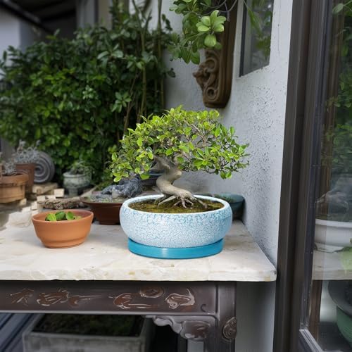 Succulent Pots 8 Inch - Ceramic Bonsai Pots with Drainage Hole and Saucer, Succulent Planters for Indoor Plants Outdoor, Round Shallow Planter Bowl, Porch Decor, Gardening Gifts, Blue - Image 4