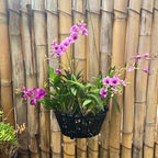 Set of 4 Large Black Strong Plastic Orchid Baskets 10 Inches Wide with Hangers for Orchids, Staghorn Ferns, Orchid Baskets for Outside, Plastic Orchid Pots with Holes - Image 5