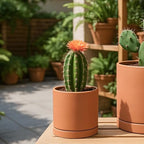 D'vine Dev 2-Pack Terracotta Plant Pots with Saucers, 5 Inch, 40-X-B-2 - Image 5