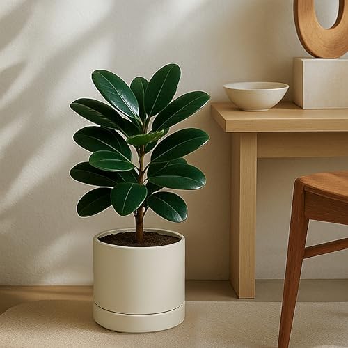 Phoenix Vine 8 Inch Planter Pot with Drainage Hole & Saucer, Deep Water Catch Tray, Straight Cylindrical Round Pot for Plants, Oatmeal, Pack of 2, 23-E-T-2 - Image 7