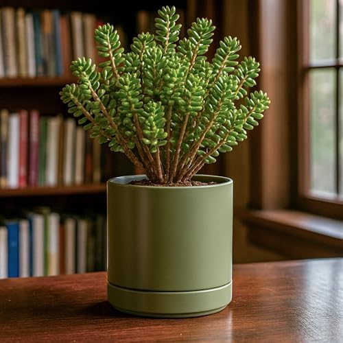 D'vine Dev 2-Pack Ceramic Pots with Saucers, Olive, 6.5 in, 94-V-C-J - Image 5