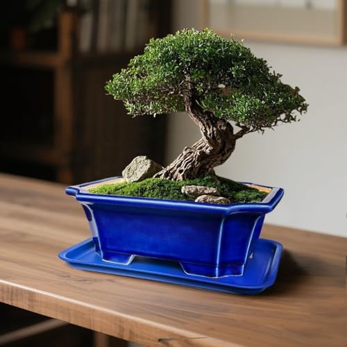 MUZHI 2pcs Green Ceramic Bonsai Planter Pots with Bamboo Tray 6.2 “ & 5.3”, Rectangular Glazed Bonsai & Succulent Cactus Starter Pot with Drainage Ice Crack Design (Crackle Glazed 10") - Image 5