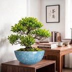 Bonsai Tree Pots 12 Inch, Ceramic Succulent Planters, Droplet Blue - Image 5