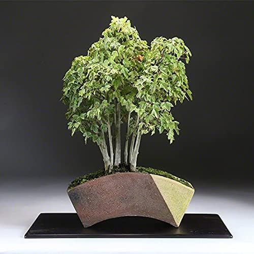 Wazakura Tokoname Series Handmade Fan Shaped Bonsai Pot with Drainage Holes - Image 3