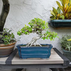 Bonsai Pots 11.6 Inch - Ceramic Succulent Pots with Drainage Hole, Rectangular Planter for Indoor Outdoor, Decorative Ceramic Flower Pot, Home Garden Room Decor, Plant Lover Gifts, Retro Blue - Image 3