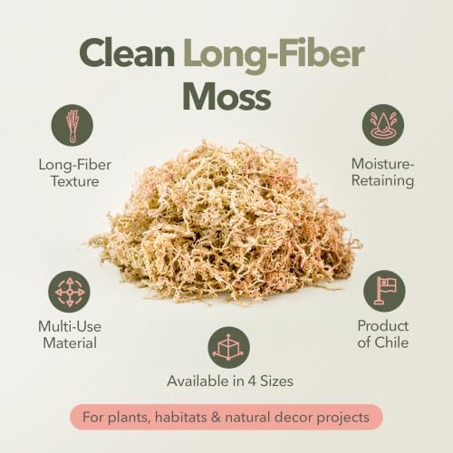 Mossify Long Fiber Sphagnum Moss 1kg, 2.2lb - Orchid & Terrarium Substrate - Image 4