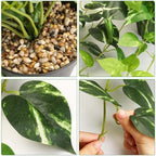 CEWOR Fake Pothos Hanging Plants, 33", Variegated, with Plastic Pot, for Home Office Indoor Decor, 2 Pack - Image 3