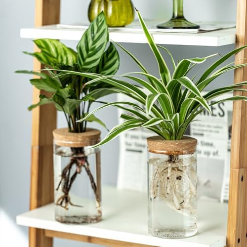 Propagation Vases for Plants, Set of 8(4 Large & 4 Small) Glass Plant Propagation Stations, Plant Propagation Jars for Home Office Windowsill Tabletop Decoration (8) - Image 4
