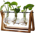 XXXFLOWER Plant Terrarium with Wooden Stand Air Planter Bulb Glass Vase Metal Swivel Holder Retro Tabletop for Hydroponics Home Garden Office Decoration - Image 2