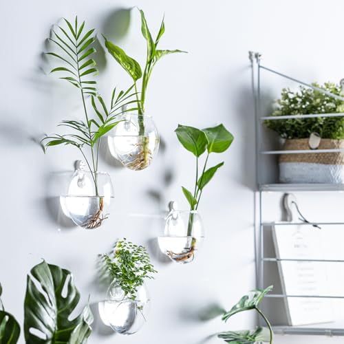 Wall Mount Plant Propagation Station - Clear Hydroponic Glass Vase, Oblate Planter for Indoor Plants | Perfect for Home, Office, Bathroom Decor | Gift for Plant Lovers (6) - Image 4