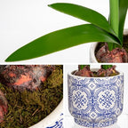 Briful Amaryllis Artificial Flowers in Blue Ceramic Pot 18.1" Faux White Amaryllis Flower Arrangement with Decorative Bulbs Moss Silk Amaryllis Plant for Home Office Bathroom Table Décor - Image 3