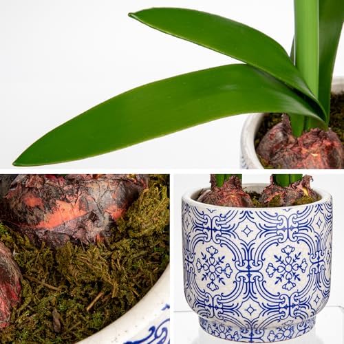 Briful Amaryllis Artificial Flowers in Blue Ceramic Pot 18.1" Faux White Amaryllis Flower Arrangement with Decorative Bulbs Moss Silk Amaryllis Plant for Home Office Bathroom Table Décor - Image 3