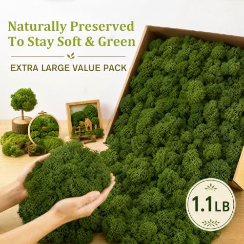 Preserved Reindeer Moss, Dark Green, 1.1 lb Real Moss for Crafts and Decor - Image 3