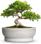10 Inch Ceramic Bonsai Tree Pots with Saucer, Brushed Grey by Unknown