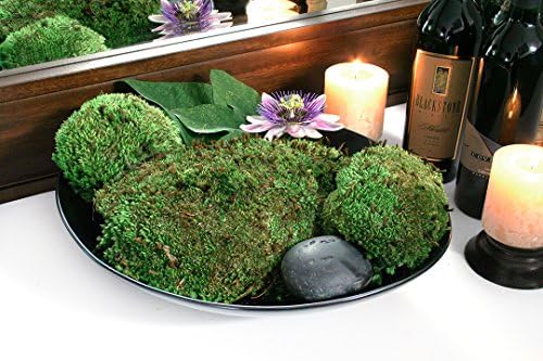 SuperMoss (21881 Royal Pool Moss Preserved – Vibrant Green Decorative Moss for Indoor Plants, Terrariums, Fairy Gardens & Vase Filler, 1,560 cu in, Fresh Green - Image 6