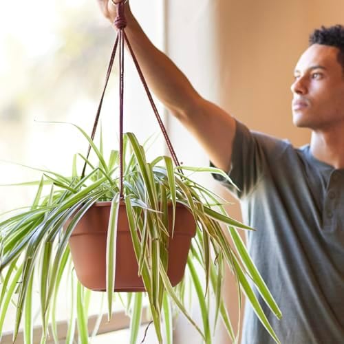 Bloem Dura Cotta 12" Plastic Hanging Basket Planter, Terra Cotta, 4-Pack - Image 2