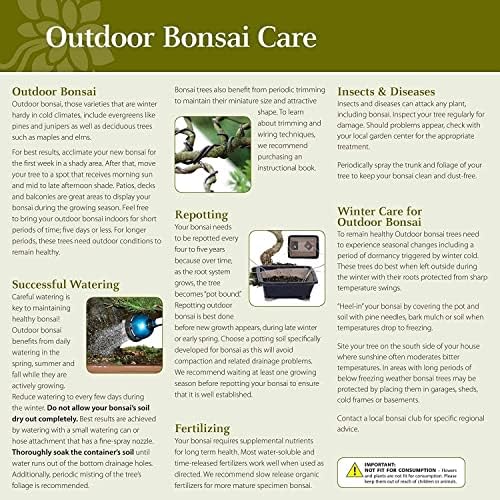 Brussel's Bonsai - Medium Live Bonsai Tree - Image 6