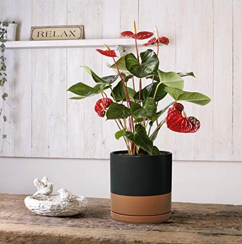 D'vine Dev 2-Pack Ceramic Pots with Saucers, 8/10 in, Black/Tan, 94-G-L-7 - Image 6