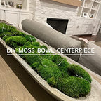 Preserved Pole Moss Pillow Bun Cushion Natural Green Decorative Real Natural Green DIY Kit Terrariu7r Table Decor Wedding (10.5 sq.ft., Green-B) - Image 2