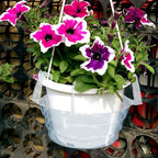 12" 12-Pack Clear Hanging Plant Basket Drip Pans Water Catcher Tray - Image 7