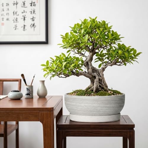 10 Inch Ceramic Bonsai Tree Pots with Saucer, Brushed Grey - Image 4