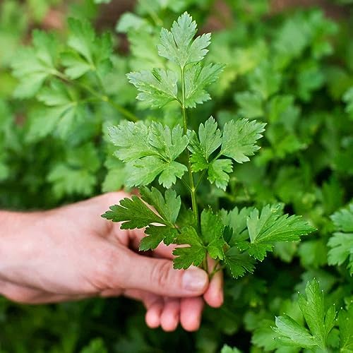 GARDENERA Parsley Plant Potting Soil [20 Quarts] Enhance Flavor and Health with Professional Grade Nutrient-Rich Mix - Image 3