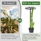 2 Pcs Heavy Duty Dragon Fruit Trellis, 12"x12"x50" Adjustable Metal Dragon Plant Support Stand, Durable Vertical Trellis for Climbing Plants, No-Hammer Assembly for Outdoor Garden (Round) - Image 6