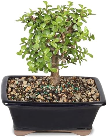 Brussel's Bonsai - Medium Jade Live Bonsai Tree, Potted Indoor Plant - Image 3