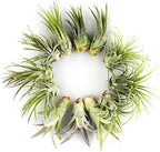 Live Tillandsia Air Plants - Bulk Pack of 25 Plants - 1-2" Each - Assorted - Live Indoor House Plants for Terrariums, Hanging Planters, and Home Decor - Image 4