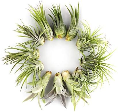 Live Tillandsia Air Plants - Bulk Pack of 25 Plants - 1-2" Each - Assorted - Live Indoor House Plants for Terrariums, Hanging Planters, and Home Decor - Image 4