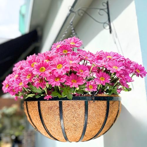 LaLaGreen Yard Hanging Baskets (20 in, 2 Pack) Black Coco Liner Garden Pots by L%C3%A1L%C3%A1Green