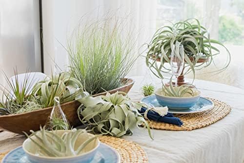 6 Pack Large Xerographica Air Plants 5 to 7 Inch Wide - Air Plants Live Tillandsia Succulent House Plants Holders- Available in Wholesale and Bulk Air Plant- Easy Care Indoor and Outdoor Plants - Image 5