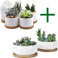 ZOUTOG Succulent Pots, White Mini 3.15 inch Ceramic Flower Planter Pot with Bamboo Tray, 6 inch Ceramic Planters for Indoor Plants, Plants Not Included by ZOUTOG