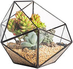 NCYP Opened Geometric Glass Terrarium, 6.69" Bowl Shape Planter for Succulent Plant Cacti, Indoor Balcony Irregular Decor, Garden Miniature Pot, Tabletop Centerpiece (No Plants) by NCYP